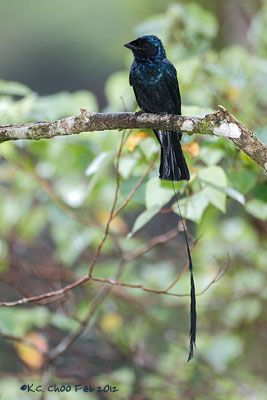 Lesser Racket-tailed Drongo