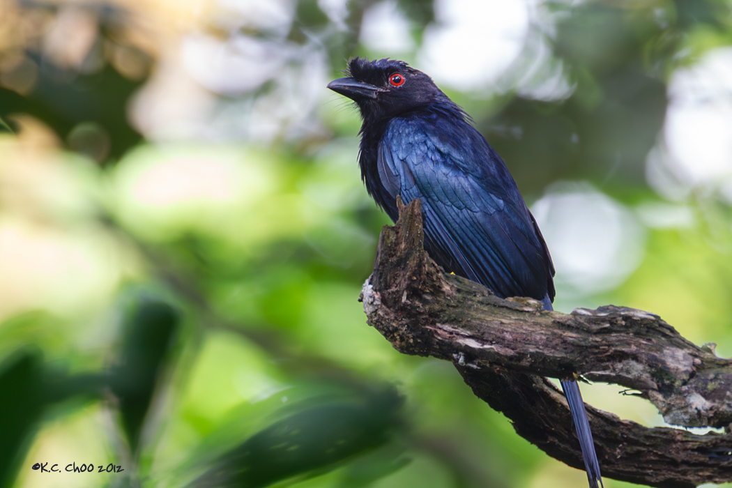 Lesser Racket-tailed Drongo
