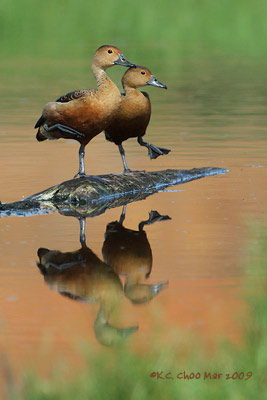 Lesser Whistling Duck