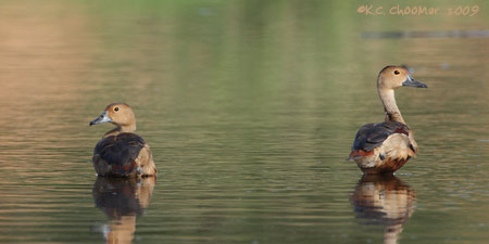 Lesser Whistling Duck