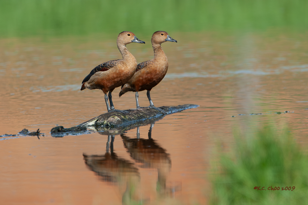 Lesser Whistling Duck