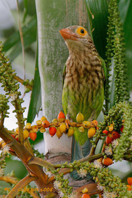 Lineated Barbet