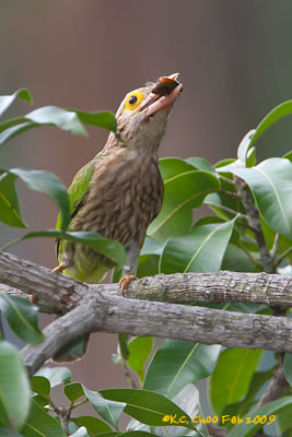 Lineated Barbet