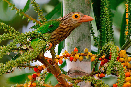 Lineated Barbet