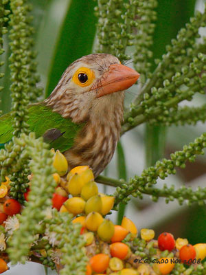Lineated Barbet