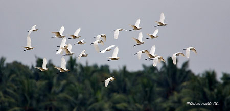Little Egret