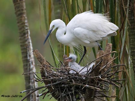 Little Egret