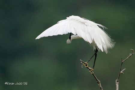 Little Egret