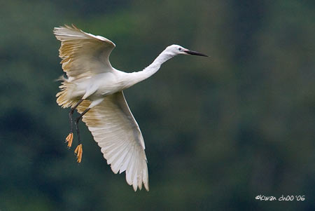 Little Egret