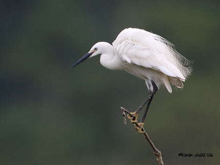 Little Egret