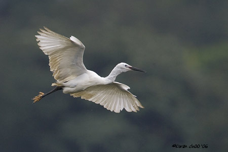 Little Egret