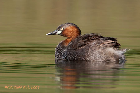 Little Grebe