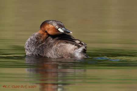 Little Grebe