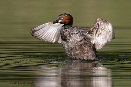 Little Grebe