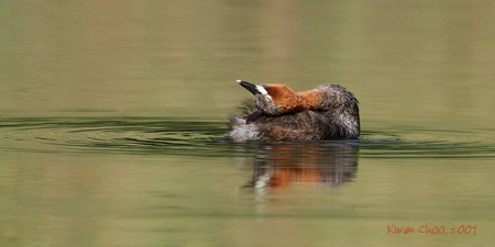 Little Grebe