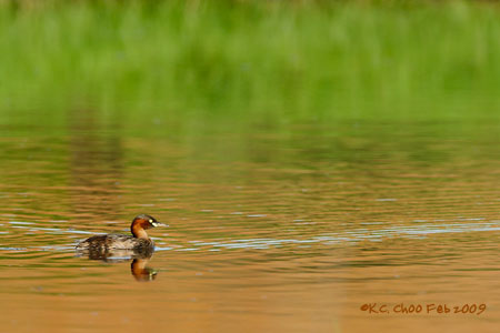 Little Grebe