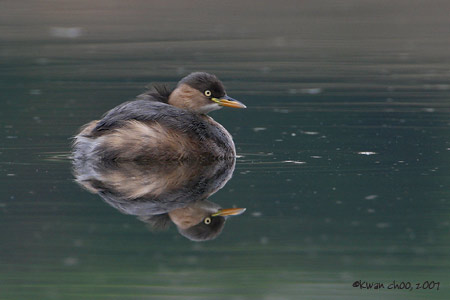 Little Grebe
