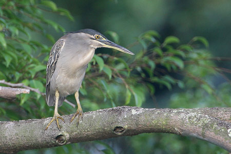 Little Heron