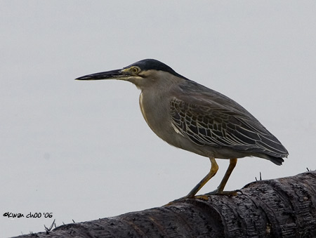 Little Heron