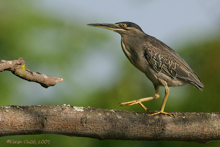 Little Heron