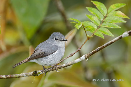 Little Pied Flycatcher