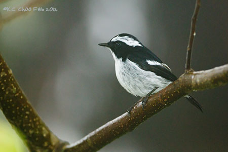 Little Pied Flycatcher