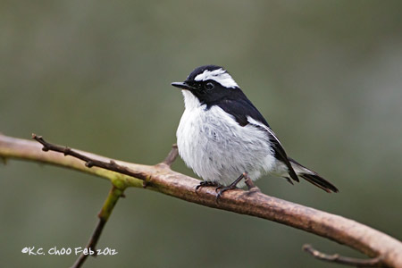 Little Pied Flycatcher