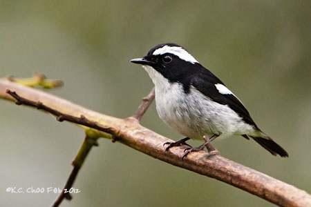 Little Pied Flycatcher