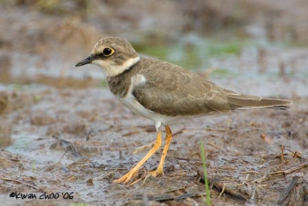 Little Ringed Plover