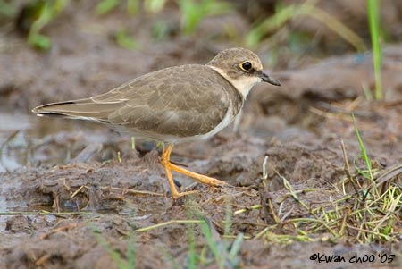 Little Ringed Plover