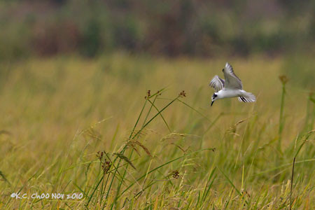 Little Tern
