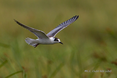 Little Tern