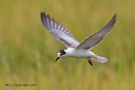 Little Tern