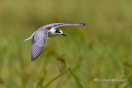 Little Tern