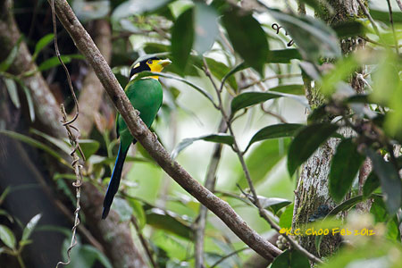 Long-tailed Broadbill
