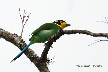Long-tailed Broadbill
