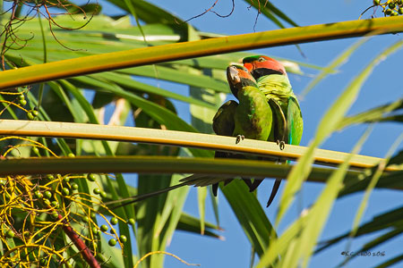 Long-tailed Parakeet
