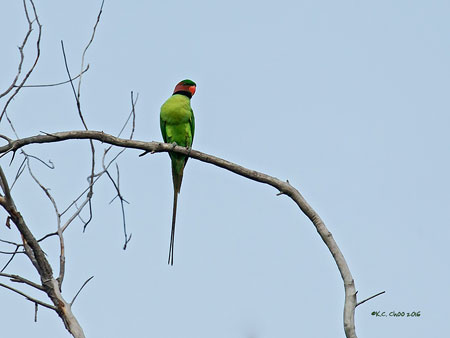 Long-tailed Parakeet