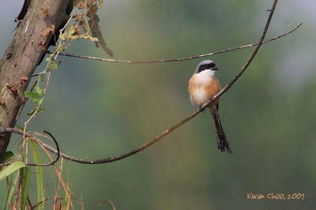 Long-tailed Shrike