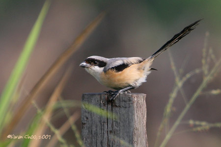 Long-tailed Shrike