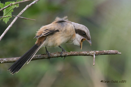 Long-tailed Shrike