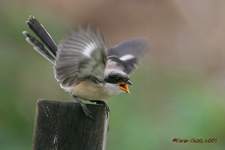 Long-tailed Shrike