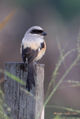 Long-tailed Shrike
