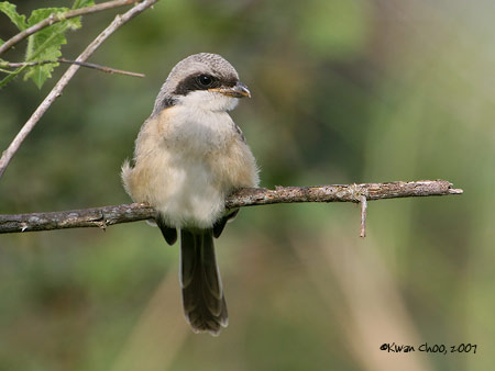Long-tailed Shrike