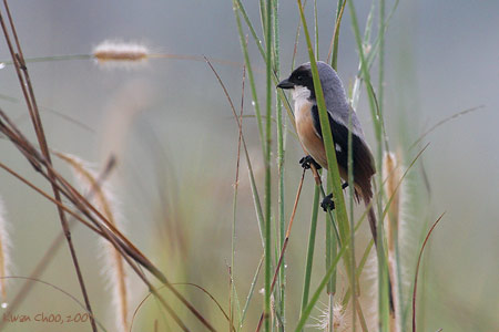 Long-tailed Shrike