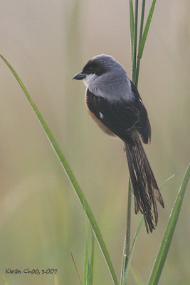 Long-tailed Shrike