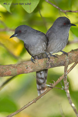 Long-tailed Sibia