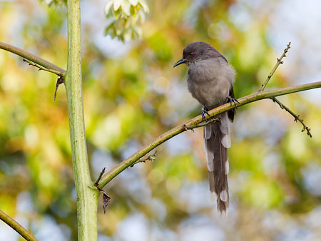 Long-tailed Sibia