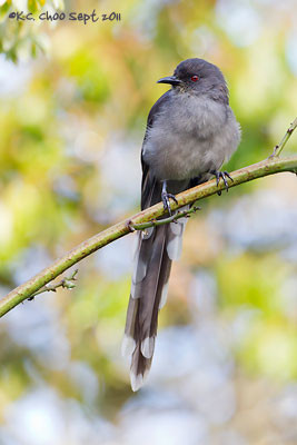 Long-tailed Sibia