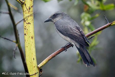 Malaysian Cuckooshrike